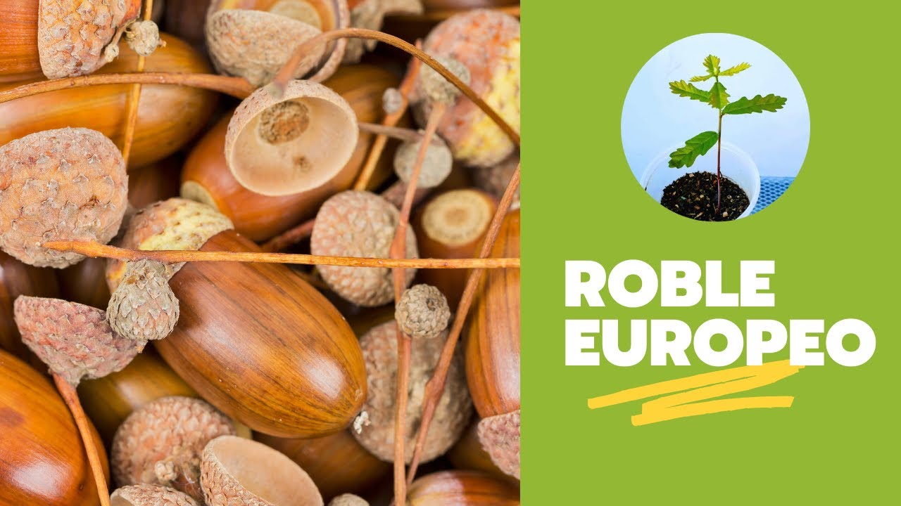 Armstrong Redundante oasis Cómo germinar roble europeo? - YouTube