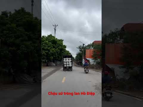 Video Chậu sứ trồng lan hồ điệp Kim Lan Hà Nội - youtube