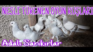 Nesli Tükenen Oyun Kuşları 