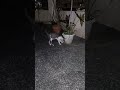 #cutecat #petlover #kitten #animals #cat #shorts