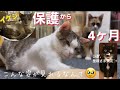 ［緊急保護］#16（再）瀕死だった『イケジ』保護から4ヶ月こんな姿がみれるなんて感動🥹#cat#猫#みぱね