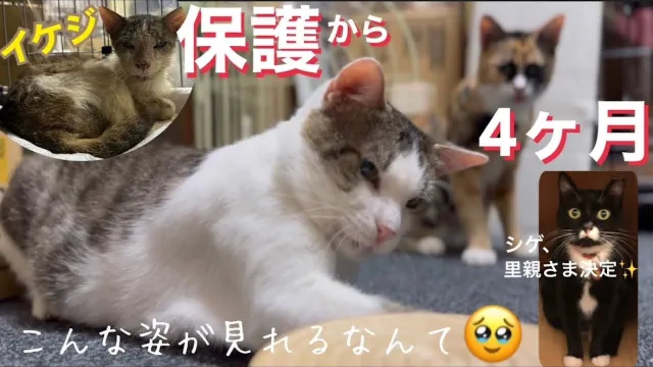 ［緊急保護］#16（再）瀕死だった『イケジ』保護から4ヶ月こんな姿がみれるなんて感動🥹#cat#猫#みぱね