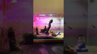 Shrimp water change time #aquarium #shrimp #shorts #viral
