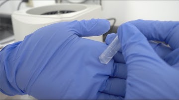 Minute Total Protein Extraction Kit - Invent Biotechnologies