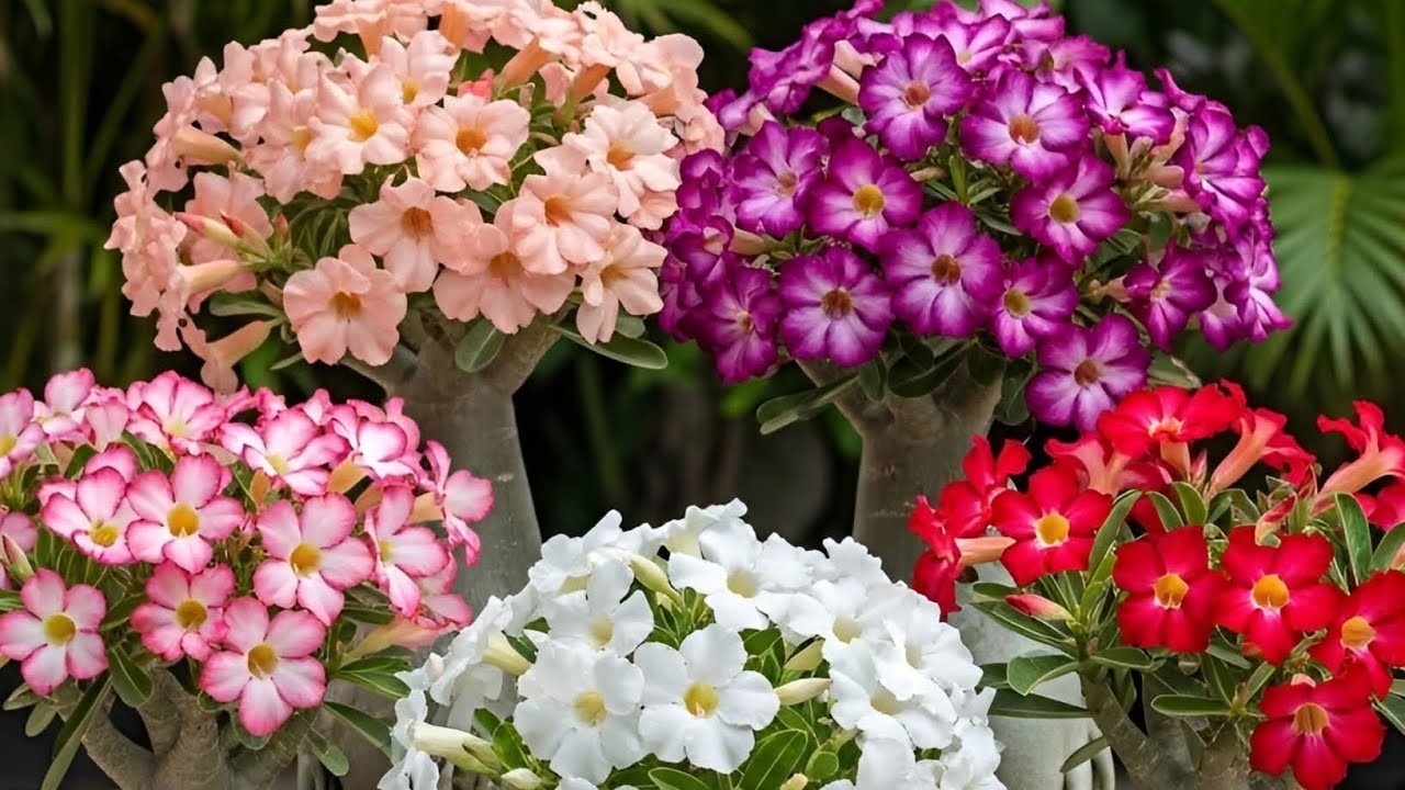 OS 4 SEGREDOS DAS FLORADAS ABUNDANTES E DURADOURAS DA ROSA DO DESERTO.💎🌿 