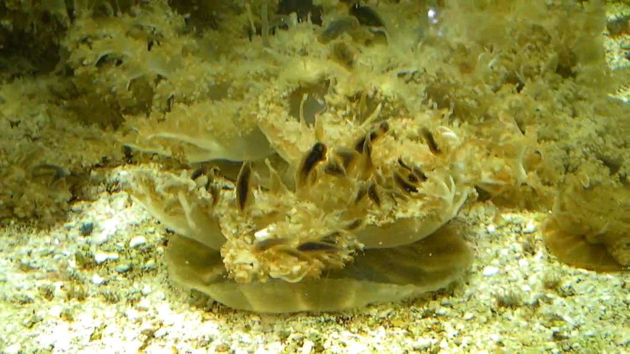 upside-down Jellyfish - YouTube