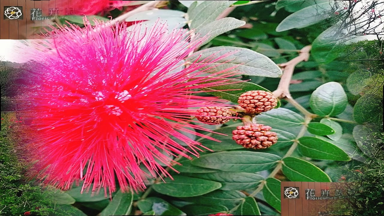 台灣台北花卉試驗中心 Floriculture Experiment Center, Taipei, Taiwan 20200112 (台北 ...
