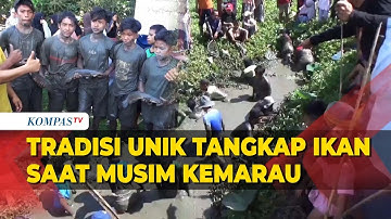 Unik! Tradisi Tangkap Ikan saat Musim Kemarau di Gowa Sulawesi