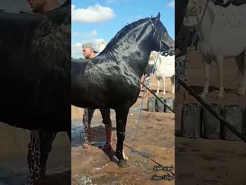 شوفو ها ابعصان