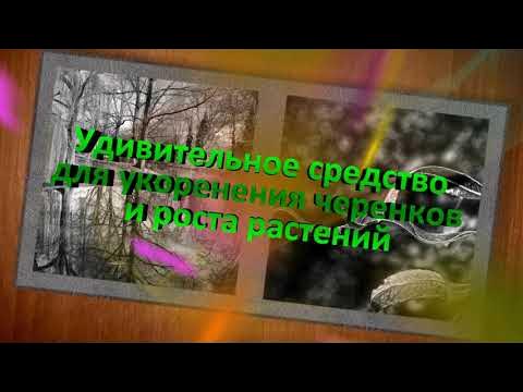 Удивительное средство для укоренения черенков и роста растений - YouTube