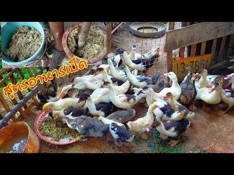 สูตรอาหารเป็ด ไก่ ทำแบบบ้านๆ ทำง่าย ลดต้นทุน | อาหาร เป็ด เล็กข้อมูลล่าสุดที่เกี่ยวข้อง