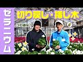 ゼラニウムを長く楽しむためのお手入れについてプロの農家さんが紹介します！