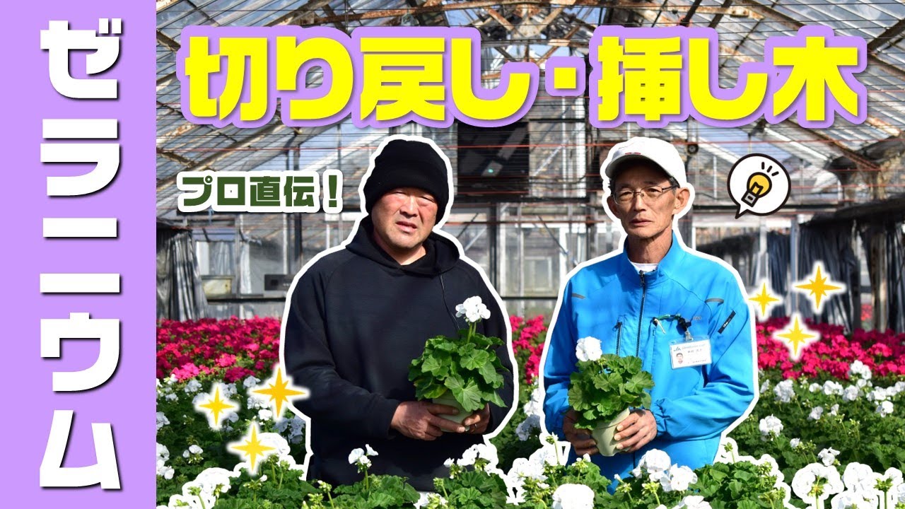 ゼラニウムを長く楽しむためのお手入れについてプロの農家さんが紹介し