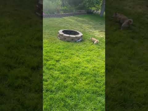 camera iphone 8 plus apk Tigerlily, Ty Lee and