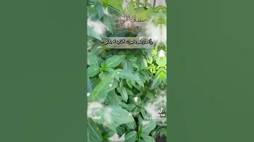 أغنانا الله بأهلنا و عائلتنا وجودا و ضجيجا ملوخية بحديقة البيت تصويري اللهم أدمها نعمة و إحفظها 