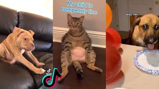 Fck You My Child Is Completely Fine pet version TikTok compilation by Cat Purrfections 3,818 views 3 years ago 1 minute, 52 seconds