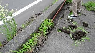 雑草ブラシ オバケ 使用動画