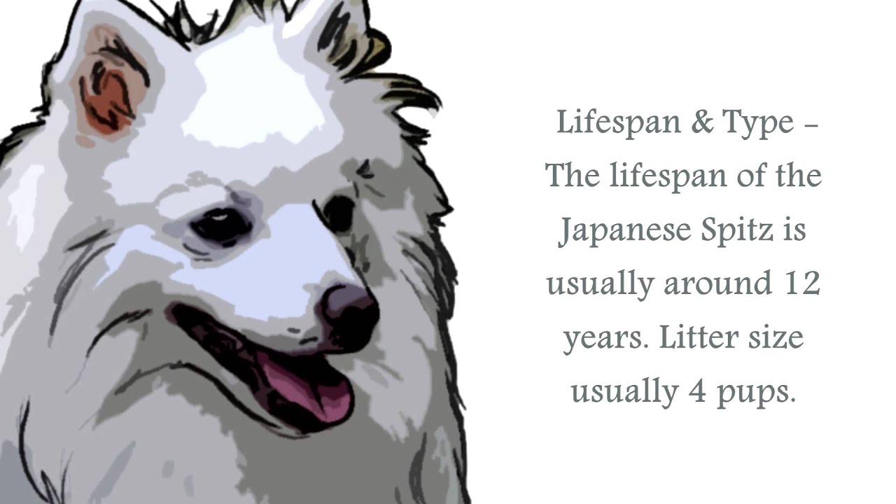 Japanese Spitz Video Youtube