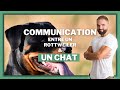 Communication entre chien et chat  le panier