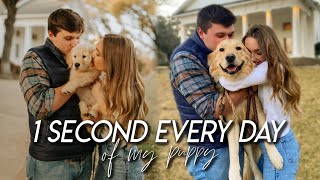 OUR PUPPY GROWING UP | 1 Second a Day of Our Golden Retriever Growing Up