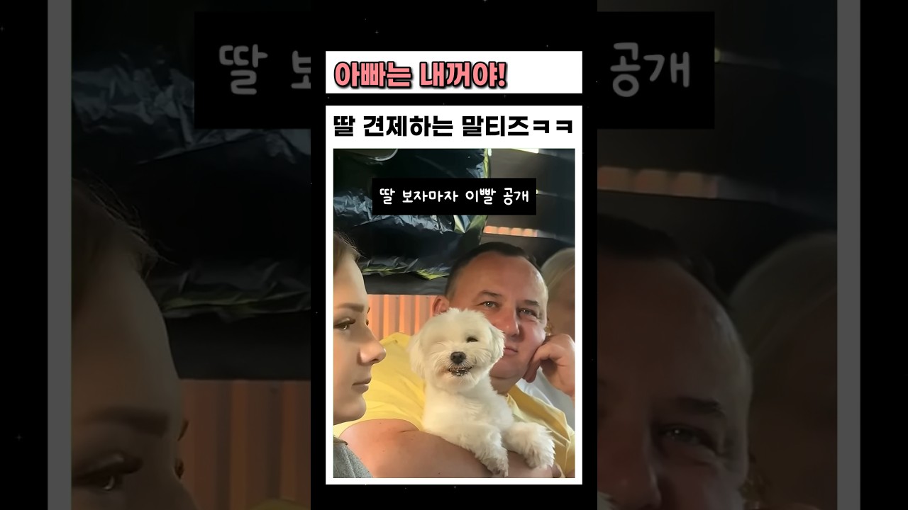 아빠 뺏길까봐 딸 견제하는 말티즈ㅋㅋ
