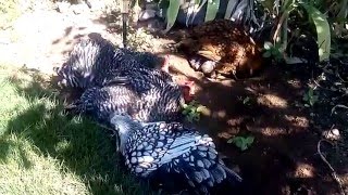 Chickens Taking A Dust Bath: Dirt Bath Cleans Feathers