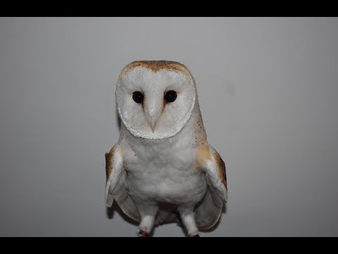 sneezing-owls-are-super-cute