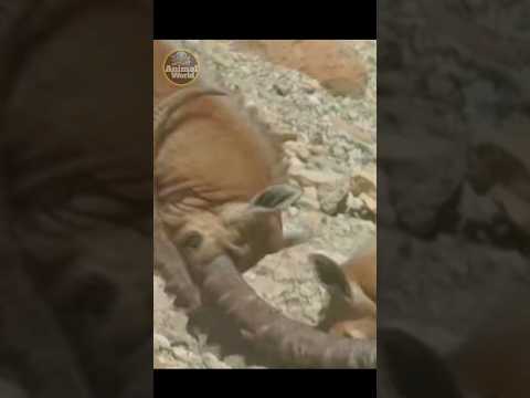 شاهد وعل الجبل دقدق كمن حجر