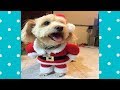 FUNNY DOGS IN CHRISTMAS COSTUME | Funny Pets Compilation