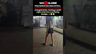 The Woman Spotted WILD Boars Until They Suddenly Charged
A woman enjoys a quiet night walk when she spots a group of wild boars nearby, but their calm appearance suddenly changes as they charge toward her. With nowhere to turn, she desperately searches for a safe place to hide—what would you do?
#wildboar #wildlifeencounter #animalencounter #scarymoment #nightwalk
Video ID: WGA632165 The Woman Spotted WILD Boars Until They Suddenly Charged