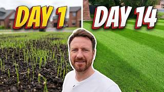 2 Weeks After Overseeding! First Mow & Ultimate Liquid Lawn Feed !