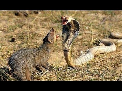 animal attacks reddit Squirrel Attacks And Kills The Snake