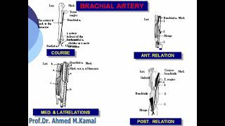 044 Brachial artery