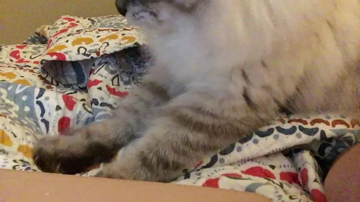 Watch the video about Neva Masquerade Cat (Siberian Blue Point) Massages Bed
