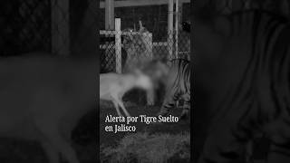 Alerta por Tigre Suelto en Jalisco