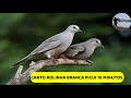 canto para atrair rolinha branca, rolinha picui cantando, pio de rolinha picui