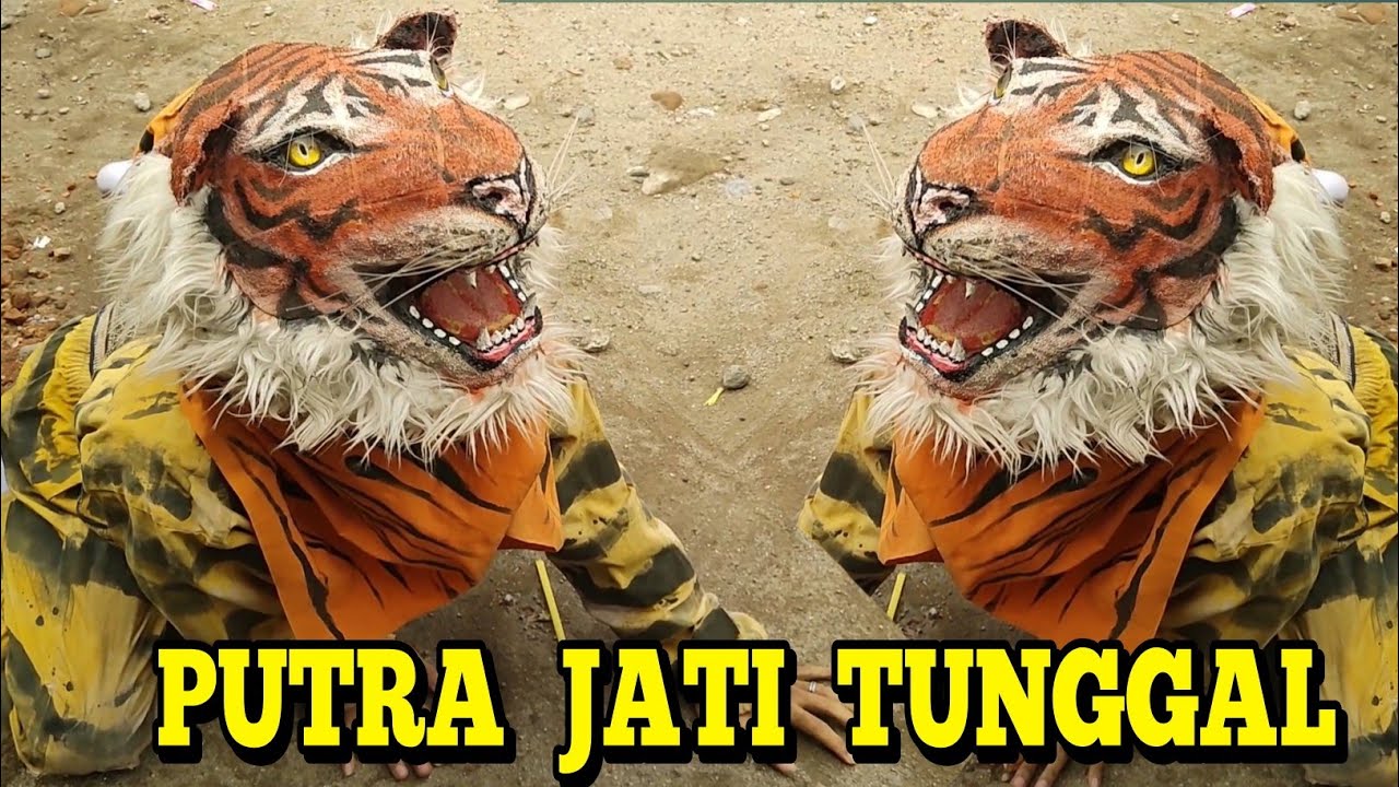 Harimau mencari mangsa putra jati tunggal live delik balongmojo puri
