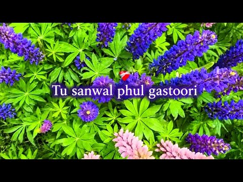Tu sanwal phul kastoori| chalre chalre waal | saraiki song| Anushka gautam| guitar cover| VaibhavRay