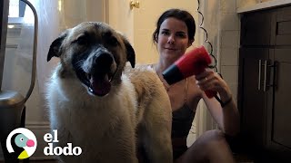 Cuando adoptas un perro y tienes poco más de 20 años | El Dodo by El Dodo 139,567 views 5 months ago 3 minutes, 2 seconds