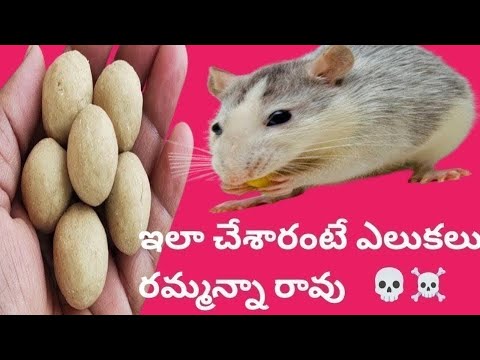 ఇలా చేశారంటే ఇంకా ఎలుకలు పరార్ చాలా సులువుగా చేయొచ్చు || subscribe to my channel