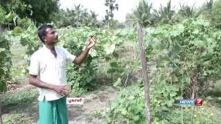 How to grow Ridge Gourd (Peerkangai) in your Terrace Garden | Poovali | News7 Tamil