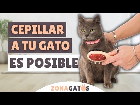 Video: Cómo Cepillar A Tu Gato Si Se Resiste Con Fuerza