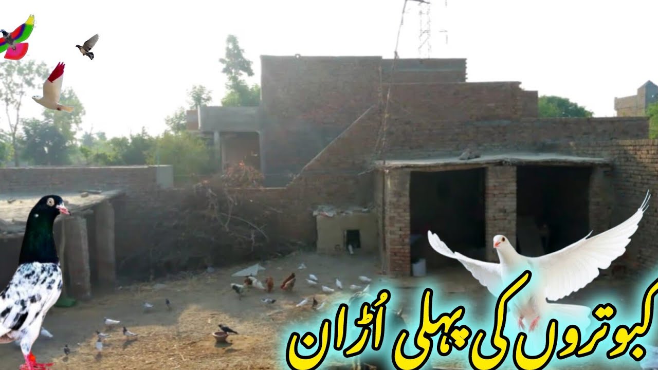 New Kabooter Urra Diee😍 ll Pegions Training Start