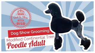 Dog Show Grooming: How to do a Modified Continental on a Poodle