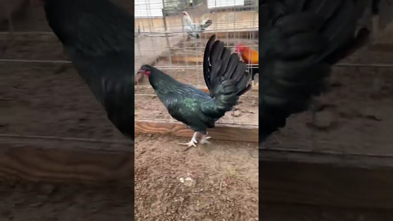 Gallinos mas finos del mundo. Hennie 