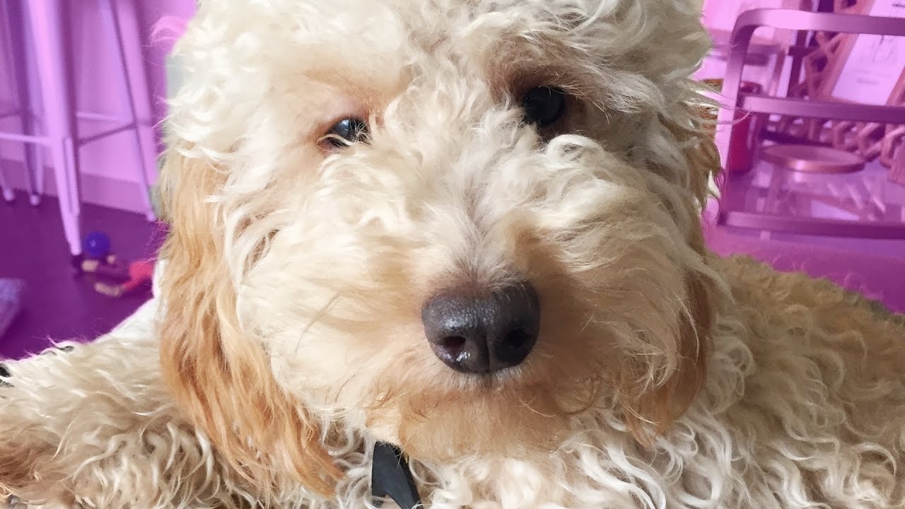 GUILTY GOLDENDOODLE PUPPY | PUPDATE #25