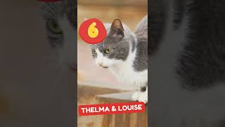 best 10 duo cat names #shortvideo s #catnames #catvideos #cat