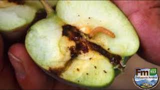 ¡A CUIDAR NUESTROS FRUTALES!
