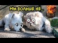 ПОМОГИТЕ!!! КОТ КЕВИН БОЛЬШЕ НИКОГДА НЕ СМОЖЕТ ГОВОРИТЬ!