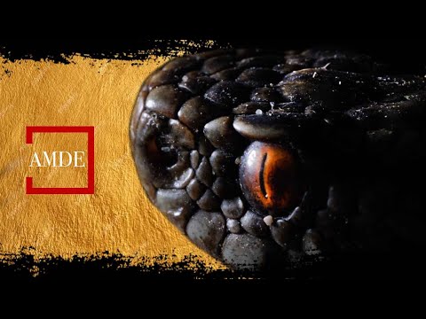 Vidéo: Mamba Venom Tient La Promesse D'un Soulagement De La Douleur, Selon Les Chercheurs